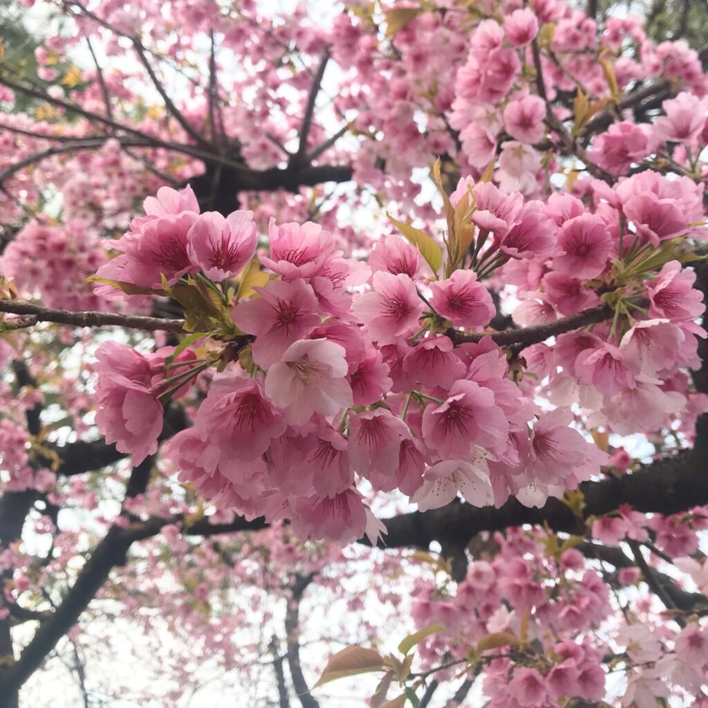 牧野記念庭園の大寒桜